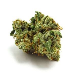 buy Pitbull Strain online