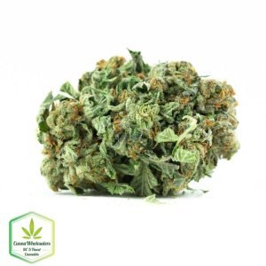 buy SKUNK 47(AAAA) online
