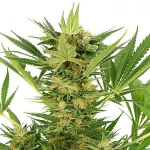 buy AK-47 Feminized Seeds online