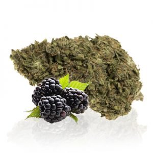 buy Blackberry Marijuana Strain online