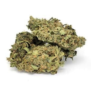 buy Blue Kush Strain online