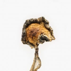 Blue meanies organic mushrooms for sale online