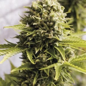 buy Bubba Cheese Auto online