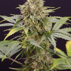 buy Chocolate Mint OG Auto online