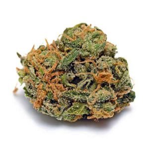 Buy Chocolate Thai cannabis strain online