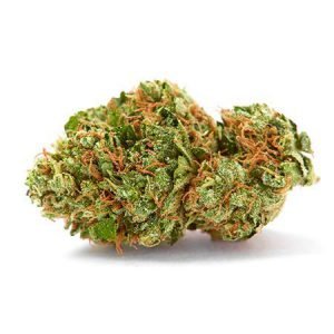 Buy Dance World Strain by WOF online
