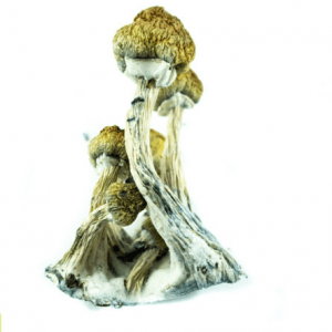 buy Golden teachers online