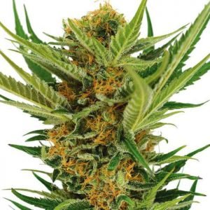 buyJack Herer Feminized Seeds online