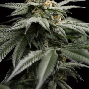 buy L.A. Gelato seeds online