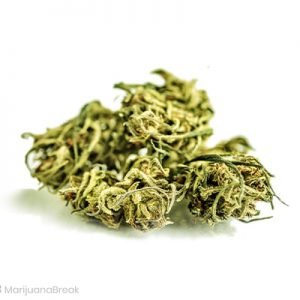 buy Mother’s Milk Cannabis Strain online