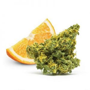 buy Orange Skunk Marijuana Strain