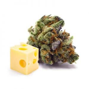 buy Purple Cheese Cannabis Strain online