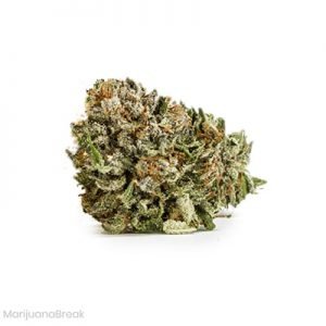 buy Ringo’s Gift Marijuana Strain online