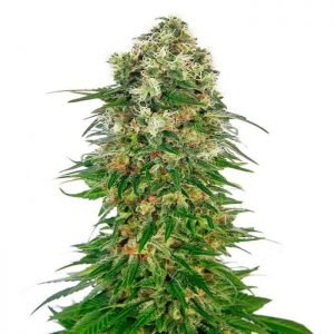 buy Shiva Skunk Automatic seeds online