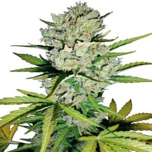 buy Super Skunk Autoflower Seeds online
