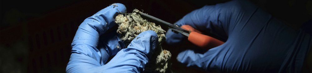 State picks 5 medical marijuana dispensaries for licenses
